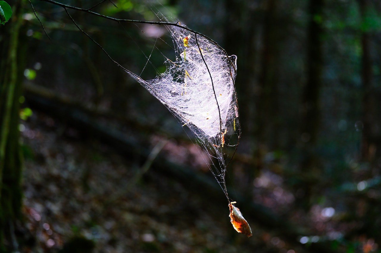Spinnennetz