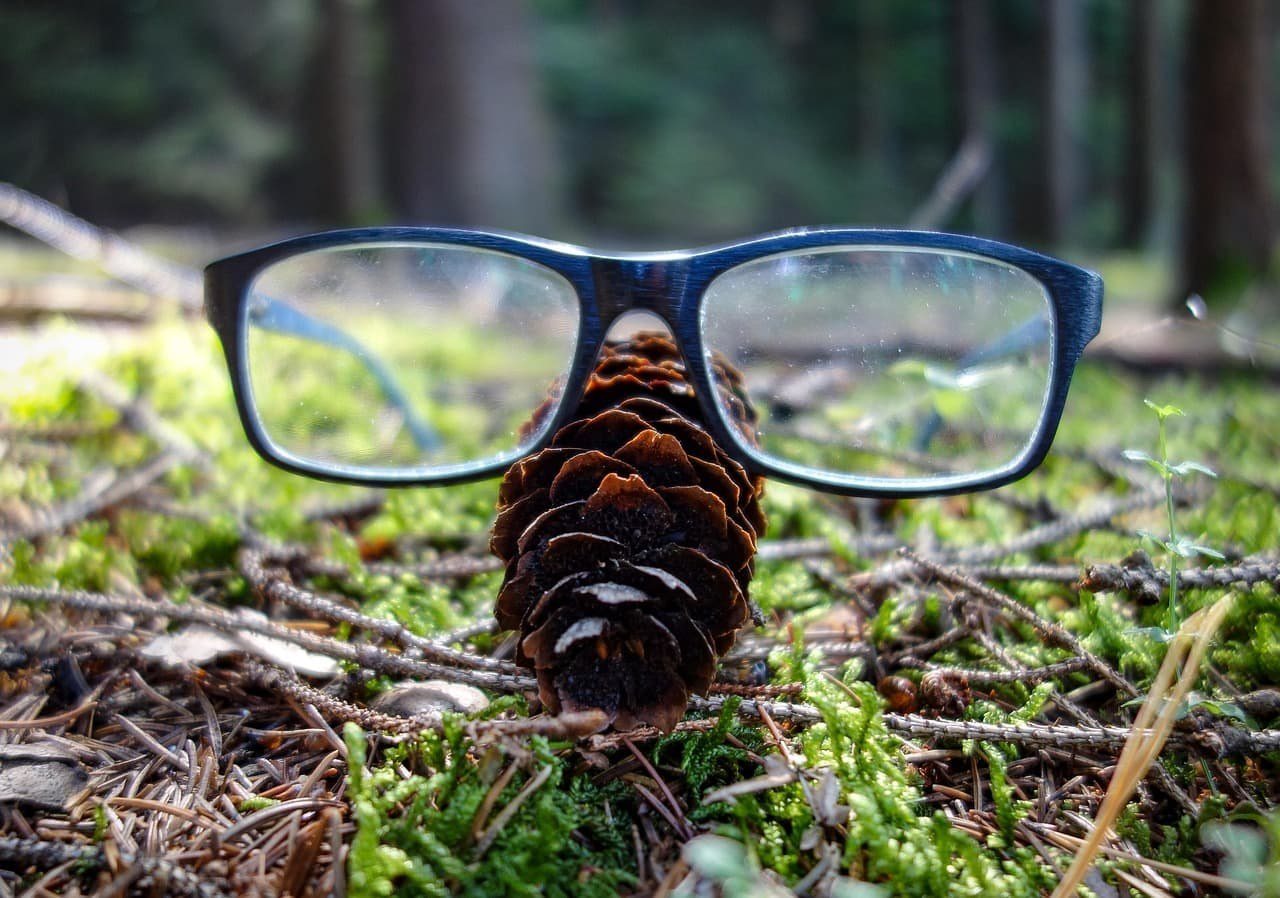 Spiegelung im Wald